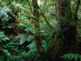 Buy Trees, Tree Fern and Moss in the Dense, Wet Rainforest, Otway National Park, Australia at AllPosters.com