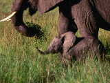 Buy Baby African Elephant and Mother Walking Through Grass, Masai Mara National Reserve, Kenya at AllPosters.com