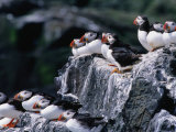 Puffins (Fratercula Arctica) Sitting on Rocks, Farne Islands, United Kingdom