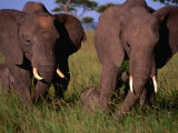 Buy Pair of Adult African Elephants with Their Young, Masai Mara National Reserve, Kenya at AllPosters.com