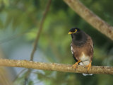 Close View of a Mynah Bird Perched on a Tree
