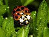 Buy Lady Bug, Coccinella Spp at AllPosters.com