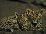 Two Sleepy Four-Month-Old Leopard Cubs Huddled Together