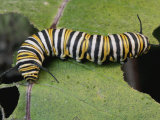Monarch Butterfly Catepillar Feeds on a Leaf