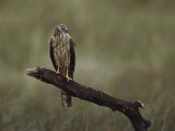 A Northern Harrier Hawk Perches on a Tree Branch