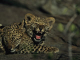 Yawning Four-Month-Old Leopard Cub with its Sleeping Sibling