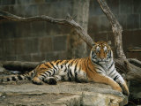 A Siberian Tiger Rests in Her Outdoor Enclosure