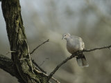 Collared Turtle Dove Perched on a Tree Limb