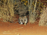 Buy A Rare Marsupial Mulgara Feeding on Larva Near Grass Tussocks at AllPosters.com