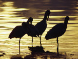 White Ibis, Near Tampa, FL