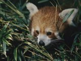 A Close View of a Red Panda at the Perth Zoo