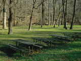 Green Picnic Tables and Benches in a Clearing Near Hardwood Trees