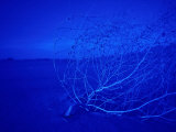 Blue Dunes, Mojave National Park