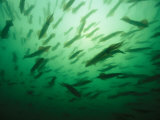 Buy Hundreds of Longfin Inshore Squid Head to Cape Cod to Spawn in May at AllPosters.com