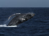 A Breaching Humpback Whale in the Sea of Cortez