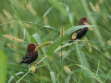 Strawberry Finches, an Introduced Species, Sitting in Tall Grass