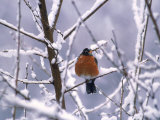 Robin Surrounded by Snow