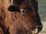 An American Bison Cleans its Nose with its Tongue