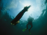 Diver Swimming near a Giant Or Humboldt Squid