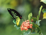 Butterfly Perched on a Flower and Sipping Nectar