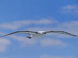 A Shy Albatross in Flight in a Clear Blue Sky, This Species is Considered Vulnerable