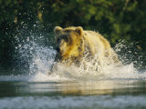Buy A Brown Bear Splashing in Water While Hunting Salmon at AllPosters.com