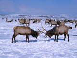 A Pair of Elk Lock Antlers at the National Elk Refuge, Jackson Hole, Wyoming, USA