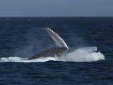 A Breaching Humpback Whale in the Sea of Cortez