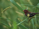 Strawberry Finch Sitting on a Blade of Grass