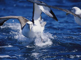A Shy Albatross Running on Water to Take off into Flight, This Species is Considered Vulnerable