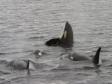 A Killer Whale Pod in Johnstone Strait