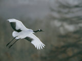 A Japanese or Red-Crowned Crane Coming in for a Landing