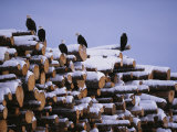 Buy American Bald Eagles Perch on a Stack of Snow-Covered Logs at AllPosters.com