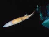 Giant Or Humboldt Squid Swimming by Jet Propulsion under a Boat