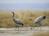 Pair of Common Cranes Walking Through a Wet Patch of Grassland