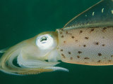 Close View of a Caribbean Reef Squid