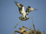 Osprey Landing in its Nest with a Piece of Building Material