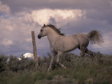 Buy White Horse Trotting Along Barbed Wire Fence at AllPosters.com