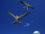 Sooty Terns in Flight in a Blue Sky