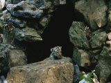 A Male Siberian Tiger Cub at the Entrance to His Den