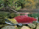 A Sockeye Salmon Spawns in the Shallow Water of the Adams River