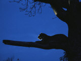 Close View of a Leopard Perched on a Tree Branch