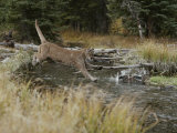 Mountain Lion Hunts a Mallard Duck in a Creek