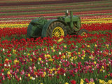 Buy Tractor Parked in a Botanical Garden at AllPosters.com