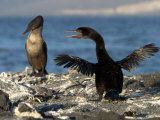 A Flightless Comorant Flaps its Wings on Fernandina Island