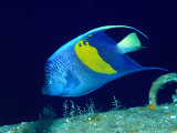 Arabian Angelfish (Pomacanthus Maculosus), Red Sea and Arabian Sea, Egypt