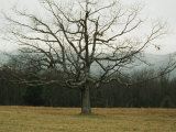 Buy Bare Tree in a Meadow with Morning Fog at AllPosters.com
