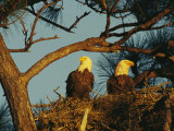 Pair of Bald Eagles Perch in Their Treetop Nest