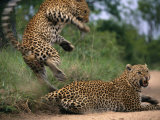 Mating Accomplished, Tjololo Springs Backward off His Partner Before She Can Turn on Him