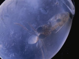 Three Week Caribbean Reef Squid Embryo Will Hatch in Five More Days